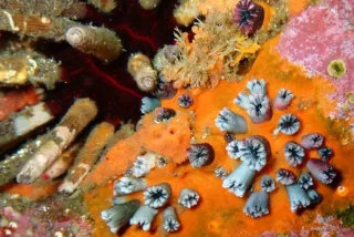 El Niño se intensifica con el calentamiento global: corales revelan un cambio inusual en los últimos 1.000 años