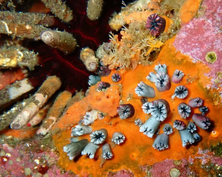 El Niño se intensifica con el calentamiento global: corales revelan un cambio inusual en los últimos 1.000 años