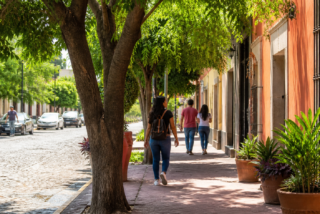Calle urbana con árboles maduros que proyectan sombra sobre peatones, vehículos y una banqueta de concreto.