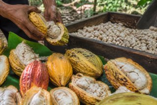 Mazorcas de cacao abiertas con semillas sobre una mesa de madera junto a una parcela tropical mexicana
