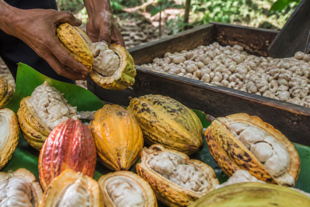 Mazorcas de cacao abiertas con semillas sobre una mesa de madera junto a una parcela tropical mexicana