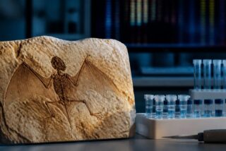 Fósil de murciélago con las alas abiertas en una losa de piedra caliza junto a tubos de muestras de ADN en un laboratorio de genómica