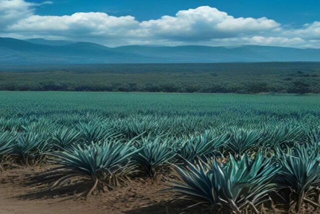Hileras de agave azul junto a un camino de tierra en un campo de Jalisco con montañas y nubes al fondo, sin personas ni texto